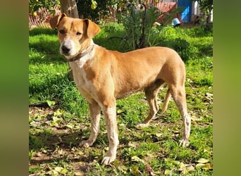 Neko, leidet imTierheim , dringend PS gesucht