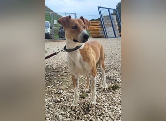 Neko, leidet imTierheim , dringend PS gesucht