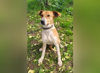 Neko, leidet imTierheim , dringend PS gesucht