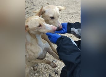 Humus - schüchterner Podenco-Rüde sucht seine Nadel im Heuhaufen
