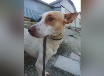 Newton ,Zarter Podenco auf der Suche nach seiner zweiten Chance