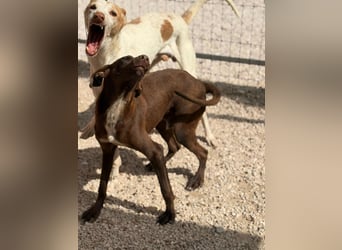 Siri - wunderschöner Podenco-Mix voller Lebensfreude sucht sein Glück