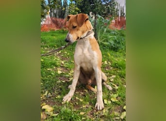 Neko, leidet imTierheim , dringend PS gesucht