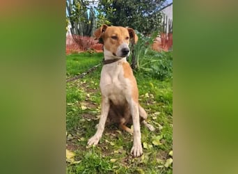 Neko ,junger Podenco-Mix sucht sein Glück