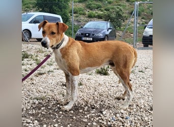 Neko, leidet imTierheim , dringend PS gesucht