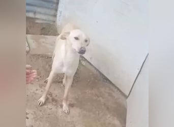 Humus ,schüchterner Podenco-Rüde sucht seine Nadel im Heuhaufen