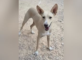 Humus, er kennt nur das Tierheim