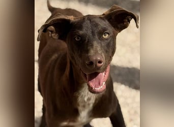 Siri - wunderschöner Podenco-Mix voller Lebensfreude sucht sein Glück