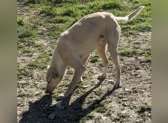 Humus - schüchterner Podenco-Rüde sucht seine Nadel im Heuhaufen