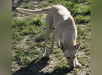 Humus - schüchterner Podenco-Rüde sucht seine Nadel im Heuhaufen