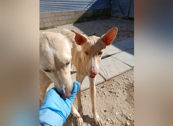 Humus - schüchterner Podenco-Rüde sucht seine Nadel im Heuhaufen