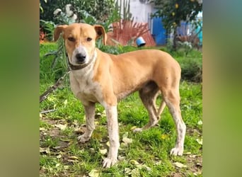 Neko ,junger Podenco-Mix sucht sein Glück