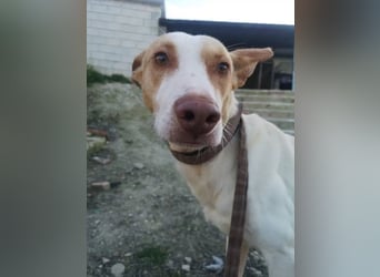 Newton ,Zarter Podenco auf der Suche nach seiner zweiten Chance