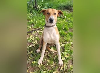 Neko ,junger Podenco-Mix sucht sein Glück