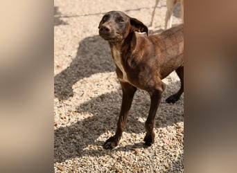 Siri - wunderschöner Podenco-Mix voller Lebensfreude sucht sein Glück
