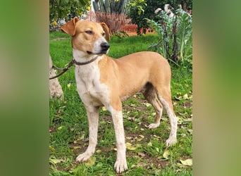 Neko, ein sozialer freundlicher Bube