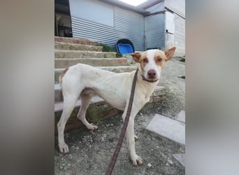 Newton, hofft auf sein großes Glück