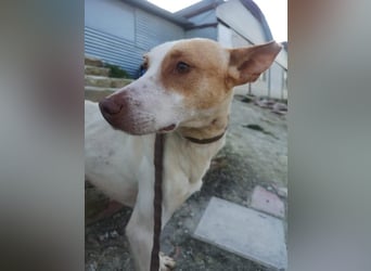 Newton, hofft auf sein großes Glück