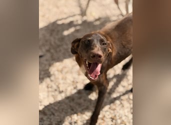 Siri - wunderschöner Podenco-Mix voller Lebensfreude sucht sein Glück