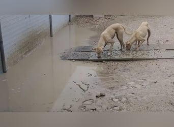Humus - schüchterner Podenco-Rüde sucht seine Nadel im Heuhaufen