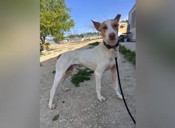 Newton ,Zarter Podenco auf der Suche nach seiner zweiten Chance
