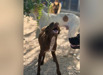 Siri - wunderschöner Podenco-Mix voller Lebensfreude sucht sein Glück