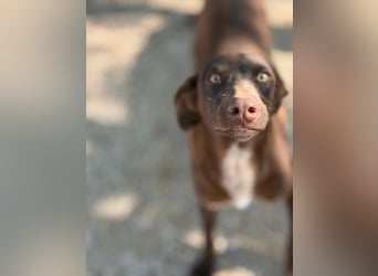 Siri - wunderschöner Podenco-Mix voller Lebensfreude sucht sein Glück