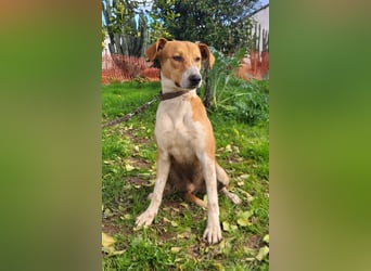 Neko, ein sozialer freundlicher Bube