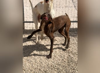 Siri - wunderschöner Podenco-Mix voller Lebensfreude sucht sein Glück