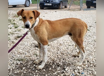 Neko, leidet imTierheim , dringend PS gesucht