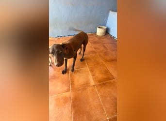 Siri - wunderschöner Podenco-Mix voller Lebensfreude sucht sein Glück