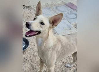 Humus, er kennt nur das Tierheim