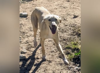 Humus - schüchterner Podenco-Rüde sucht seine Nadel im Heuhaufen