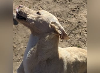 Humus - schüchterner Podenco-Rüde sucht seine Nadel im Heuhaufen