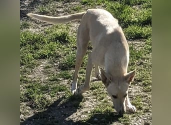 Humus ,schüchterner Podenco-Rüde sucht seine Nadel im Heuhaufen
