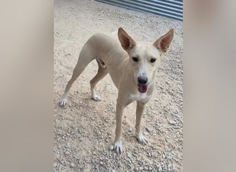 Humus, er kennt nur das Tierheim