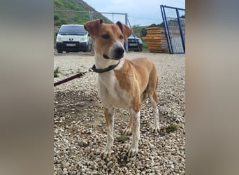 Neko, leidet imTierheim , dringend PS gesucht