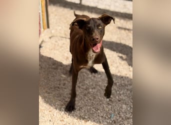 Siri - wunderschöner Podenco-Mix voller Lebensfreude sucht sein Glück