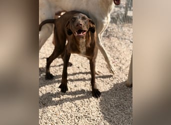 Siri - wunderschöner Podenco-Mix voller Lebensfreude sucht sein Glück