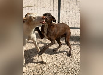 Siri - wunderschöner Podenco-Mix voller Lebensfreude sucht sein Glück