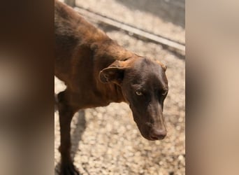 Siri - wunderschöner Podenco-Mix voller Lebensfreude sucht sein Glück