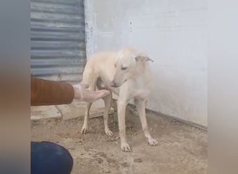 Humus - schüchterner Podenco-Rüde sucht seine Nadel im Heuhaufen