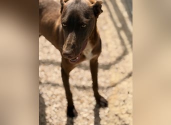 Siri - wunderschöner Podenco-Mix voller Lebensfreude sucht sein Glück