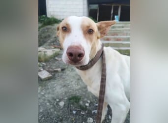 Newton ,Zarter Podenco auf der Suche nach seiner zweiten Chance