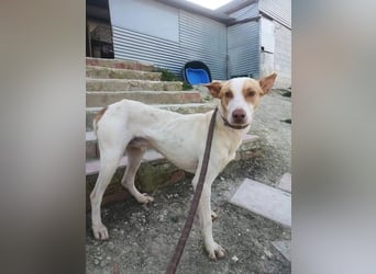 Newton ,Zarter Podenco auf der Suche nach seiner zweiten Chance