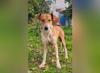 Neko, ein sozialer freundlicher Bube