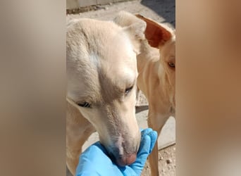 Humus - schüchterner Podenco-Rüde sucht seine Nadel im Heuhaufen