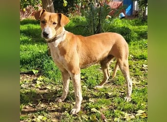 Neko ,junger Podenco-Mix sucht sein Glück