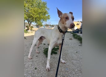 Newton, hofft auf sein großes Glück