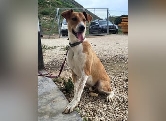 Neko, leidet imTierheim , dringend PS gesucht